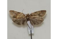 Epagoge grotiana