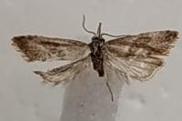 Falseuncaria ruficiliana