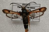 Pyropteron chrysidiforme