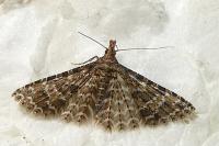 Alucita huebneri