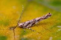 Anatrachyntis badia