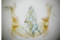 Celypha cespitana