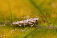 Anatrachyntis badia