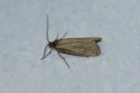 Diurnea lipsiella