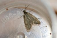 Diurnea lipsiella