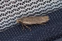 Bryotropha figulella