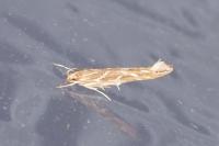 Pyroderces argyrogrammos