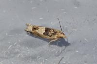 Crocidosema plebejana