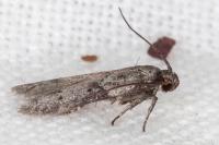 Blastobasis glandulella
