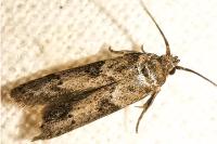Blastobasis glandulella
