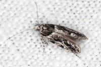 Recurvaria nanella