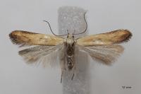 Mesophleps silacella