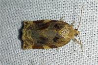 Archips xylosteana