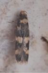 Oegoconia caradjai