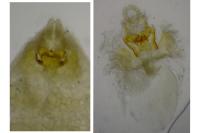 Aethes mauritanica