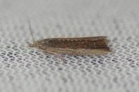 Bactra