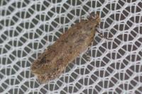 Bryotropha desertella