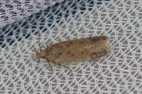 Bryotropha desertella