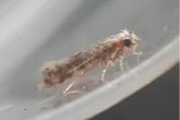Infurcitinea albicomella