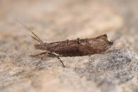 Ypsolopha horridella