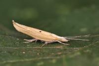 Ypsolopha nemorella
