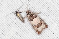 Euspilapteryx auroguttella