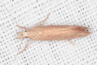 Ypsolopha alpella
