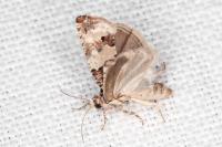 Epinotia thapsiana