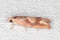 Eucosma conterminana