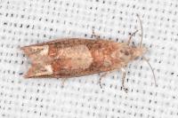 Eucosma conterminana