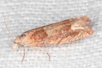 Eucosma conterminana