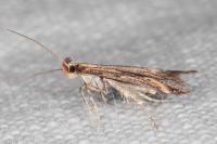 Metzneria intestinella