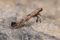Caloptilia populetorum
