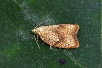 Acleris forsskaleana