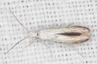 Coleophora zelleriella
