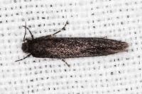 Elatobia fuliginosella