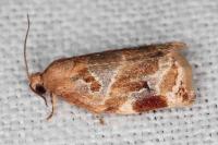 Archips xylosteana