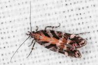 Aristotelia ericinella