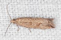 Bactra lancealana