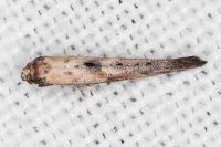 Epermenia aequidentella