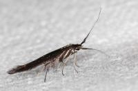 Coleophora aleramica
