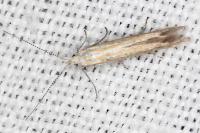 Coleophora oriolella