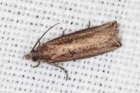 Bactra venosana