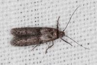Blastobasis phycidella