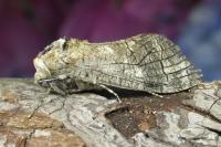 Cossus cossus