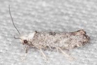 Paraswammerdamia albicapitella