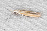 Coleophora oriolella