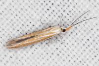 Coleophora oriolella