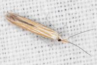 Coleophora oriolella