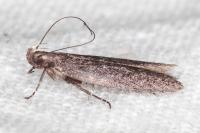 Neofaculta ericetella